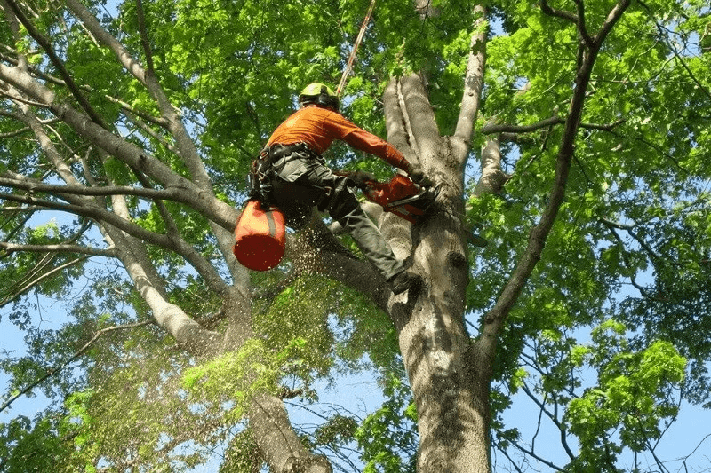 Tree Pruning Castle Hill