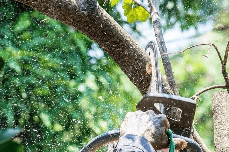 Tree Services Rouse Hill