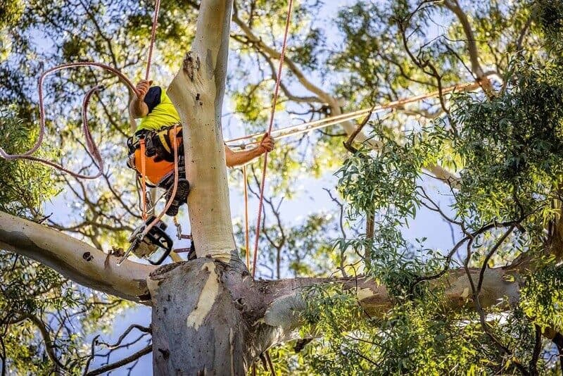 Tree Services